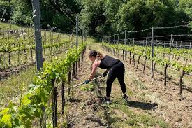 to italy to work on a vineyard