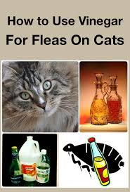 how to use vinegar for fleas on cats