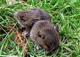 all about vole s eco yards