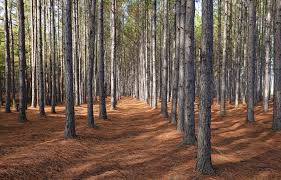 the complete guide to forestry mulching