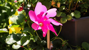 Garden With A Diy Wind Spinner