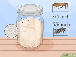 how to get rid of pantry bugs easy