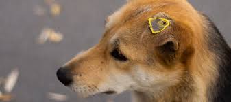 Image result for dog notch cut in ears reason