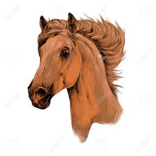 Head Red Brown Horse Profile Sketch Vector Chart Color Picture