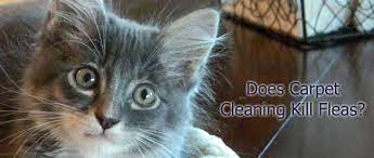 does carpet cleaning kill fleas