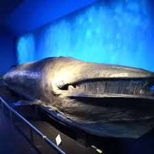 taxidermy whale of fribourg fribourg