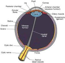 human eye diagram eye anatomy