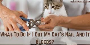 cut my cat s nail and it bleeds