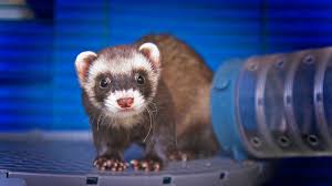 ferret toys to give your pet