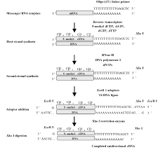Cdna synthesis from exosomal rna. Flowchart Of Cdna Synthesis Download Scientific Diagram