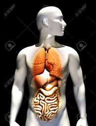 Look at the picture below and describe it. Human Illustration With Emphasis On Lungs Heart Liver Stomach Stock Photo Picture And Royalty Free Image Image 11083829