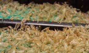 carpet beetle pest control pakuranga nz