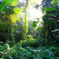 30 fun facts about the rainforest