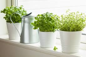 How To Create An Indoor Herb Garden