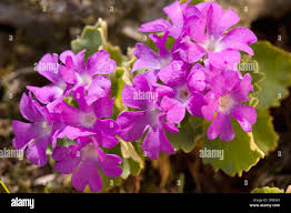 Primula Villosa High Resolution Stock Photography and Images ...
