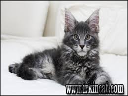 Maine coon kittens are in high demand, and usually not available for free. The Hidden Facts About Maine Coon Cats Adoption Irkincat Com