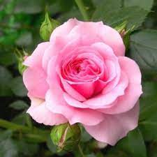 rose baby pink plant india