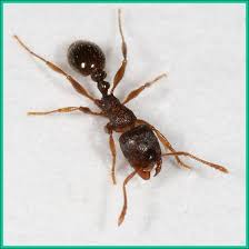 pavement ants plant pest diagnostics