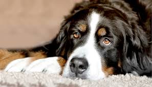 CBD Oil Dosage for Dog Seizures | Dope Dog