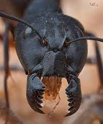Как выглядит муравей под микроскопом