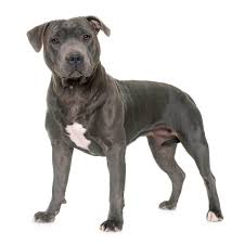 The blue nose pit bull is an american pit bull terrier, and they come in many colors and sizes. Staffordshire Bull Terrier Dog Breed Everything About Staffies