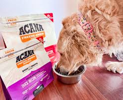 4 everyday pup essentials to get your