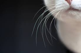 what is whisker fatigue here s what