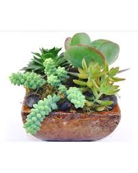Succulent Garden With Free Delivery