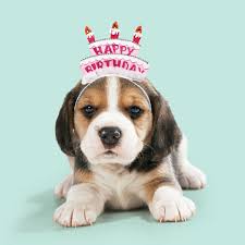 Here is a huge collection of the best birthday celebration wishes, cakes, candles and fireworks that you can send and share with your friends. Beagle Dog Puppy Wearing Happy Birthday Head Band 18904396
