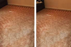 a1 carpet cleaning and pest control sydney