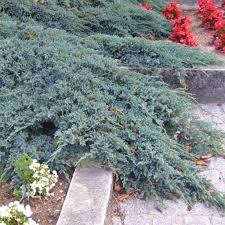 juniperus squamata blue carpet sweet