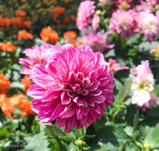 Floral expert, myles brown, of perennial gardens garden center in bedford, n.y., shares his top 10 annuals for a garden that bloom with color here were his selections. 16 Annuals That Bloom All Summer Long Natalie Linda
