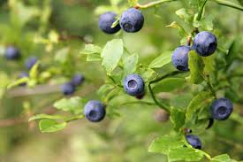 Blueberry Fertilizer How To Fertilize Blueberries