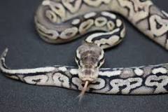 Image result for Pewter ball python