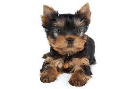 Ranked the #1 bernedoodle breeder in new york by welovedoodles.com. Yorkshire Terrier Yorkie Dog Breed Information