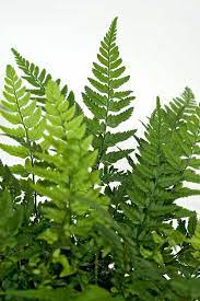 Evergreen Ferns