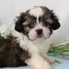 She is very sweet and loves attention! Brad Shih Tzu Puppy 637927 Puppyspot