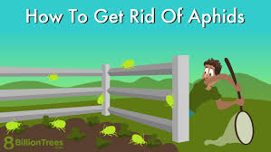 How To Get Rid Of Aphids 5 Ways To