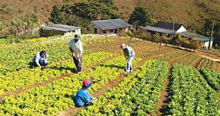 Image result for AGRICULTURA