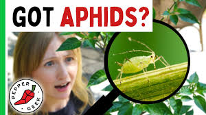 aphids on pepper plants how to treat