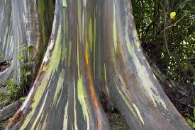 Check spelling or type a new query. Rainbow Eucalyptus Tree Rainbow Eucalyptus Growing Conditions