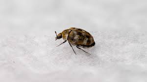 how to get rid of carpet beetles faqs