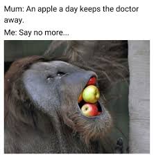 funny monkey memes videos gifs