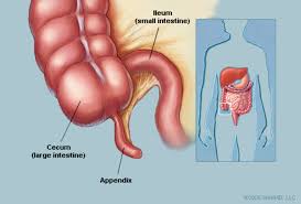 Gross anatomy the thoracic esophagus enters into the abdomen through the esophageal hiatus of the diaphragm at the level of t10. Appendix Anatomy Appendix Picture Location Definition Function Conditions Tests And Treatments