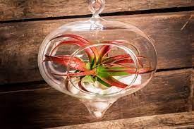 Display Your Air Plants