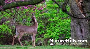 protect trees from deer damage
