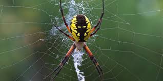 the yellow garden spider