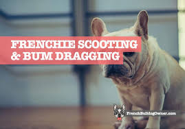 french bulldog scooting dragging