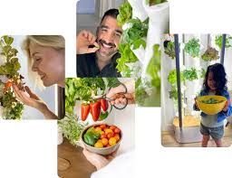Indoor Garden Ideas 10 Vegetables To