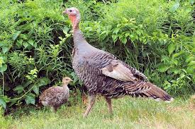 It's an intelligent and social animal, and it's also related to pheasants and grouse. Wild Turkey Bird History And Culture